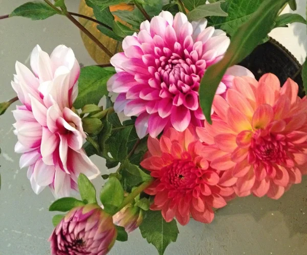 There were still enough summer flowers from the cut flower garden to decorate with beautiful fresh bouquets.