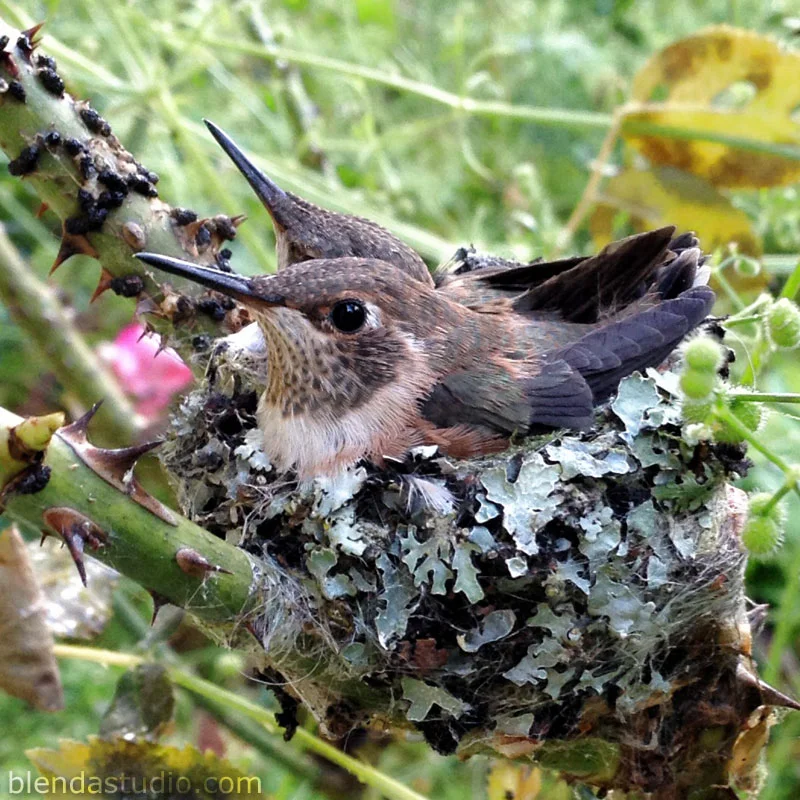 Hummingbirds Test Their Wings