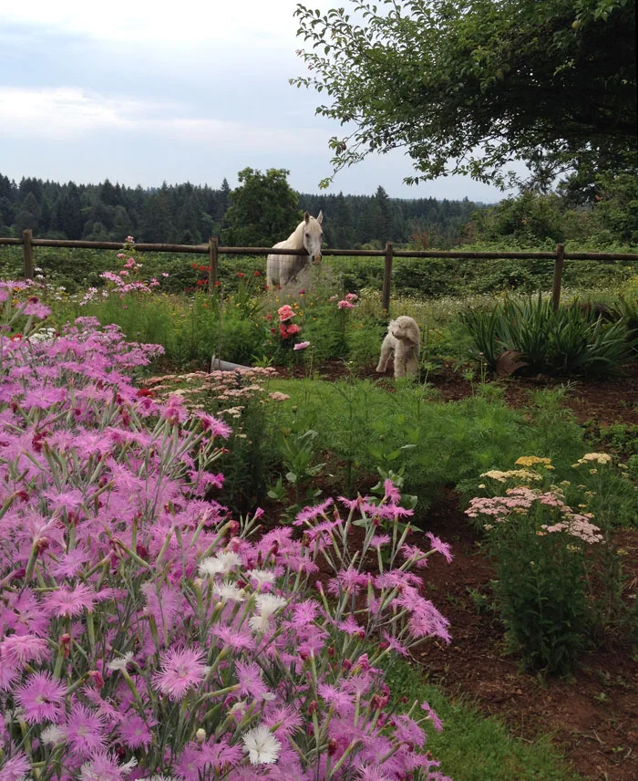 Growing a Cut Flower Garden Can Be Fun