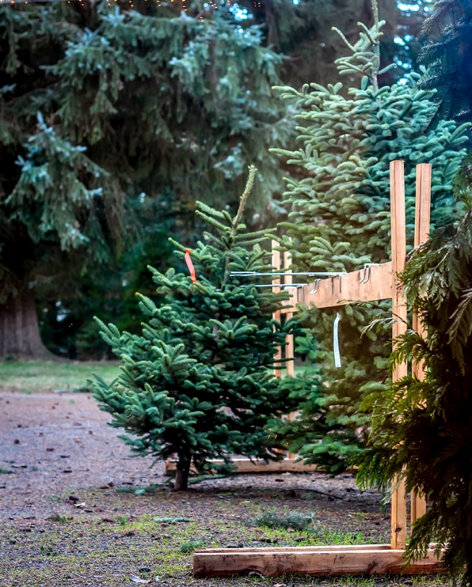 Victorhill Farm Trees