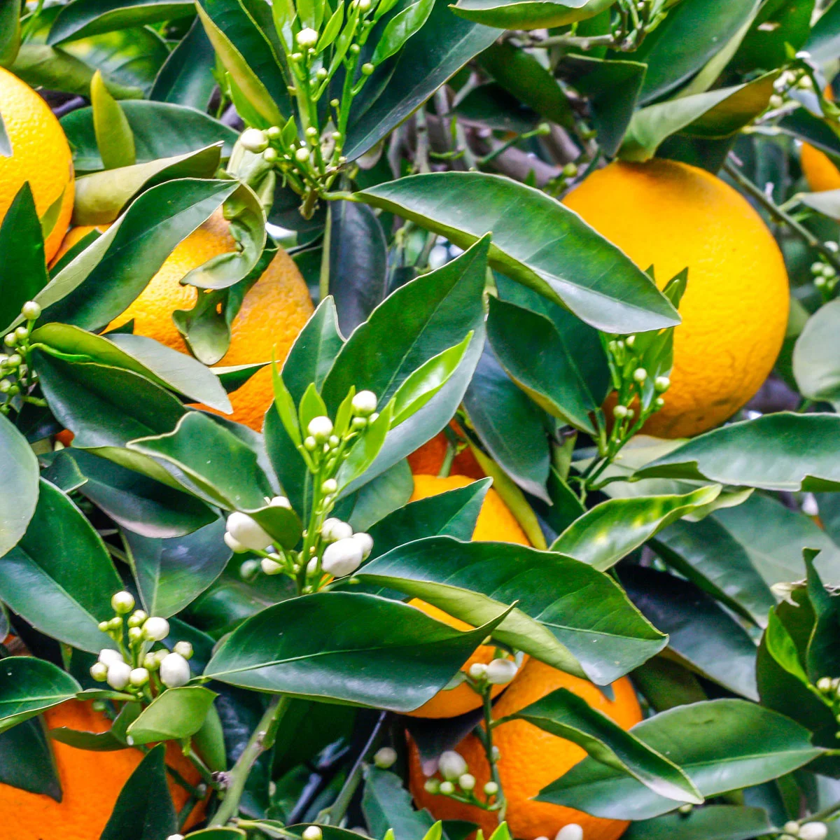 oranges blendastudio