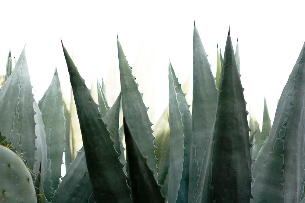aloe.jpg