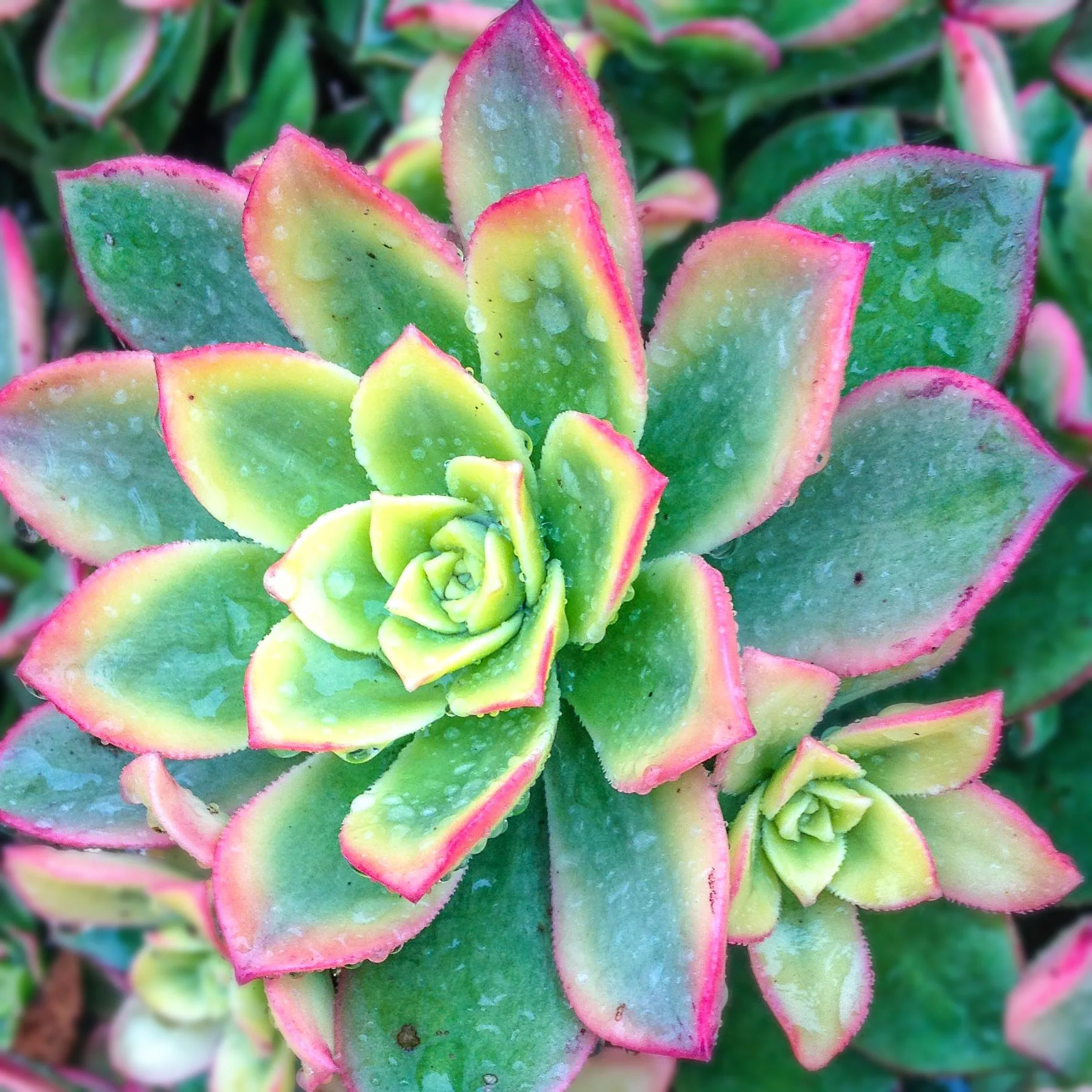 succulents blendastudio.com