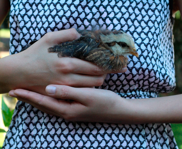 We got six cute little fluffy chicks last fall.