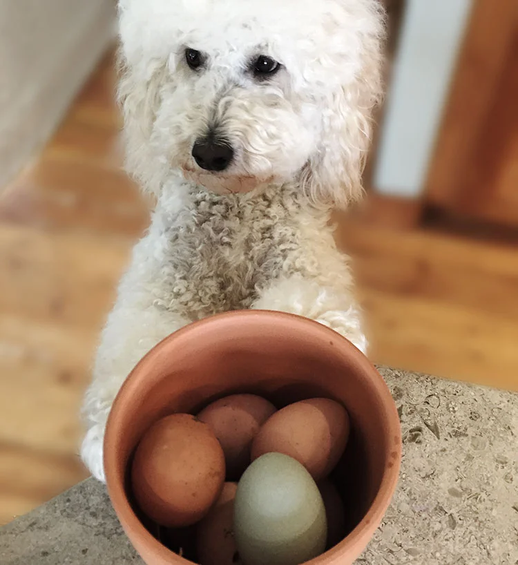 Happy Easter Greetings