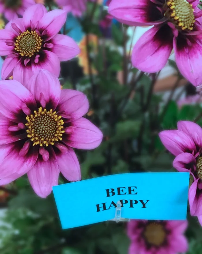 Bee Happy Dahlias