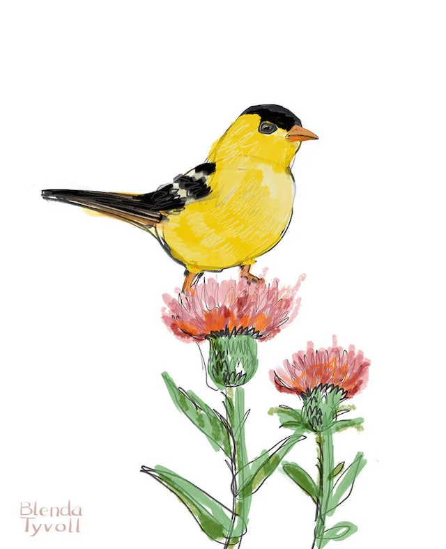 Goldfinch Bird