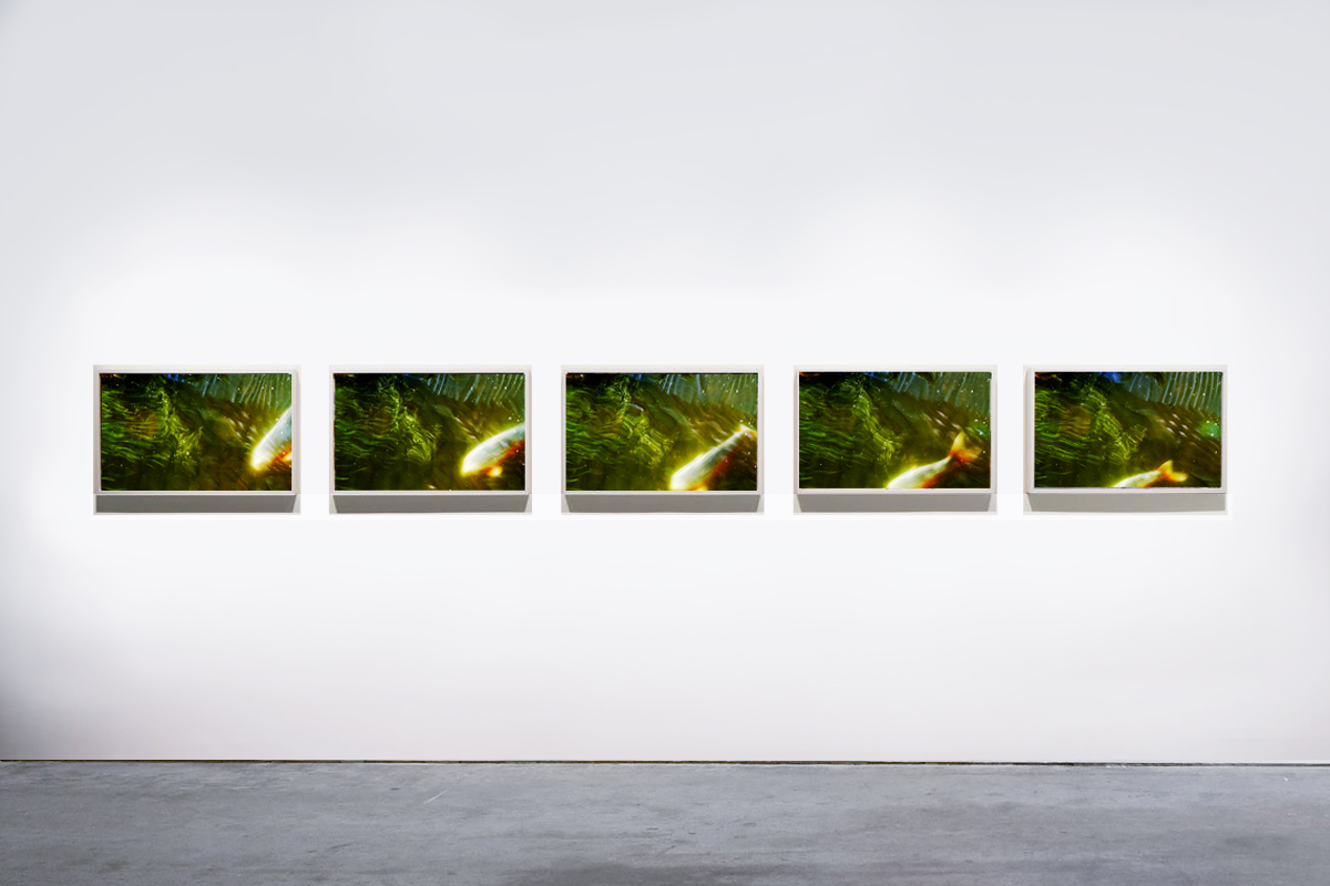 Fish, 2014