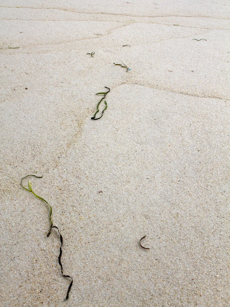Scar