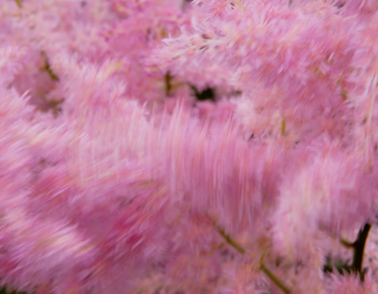 Blowing in the Wind 1, 2015