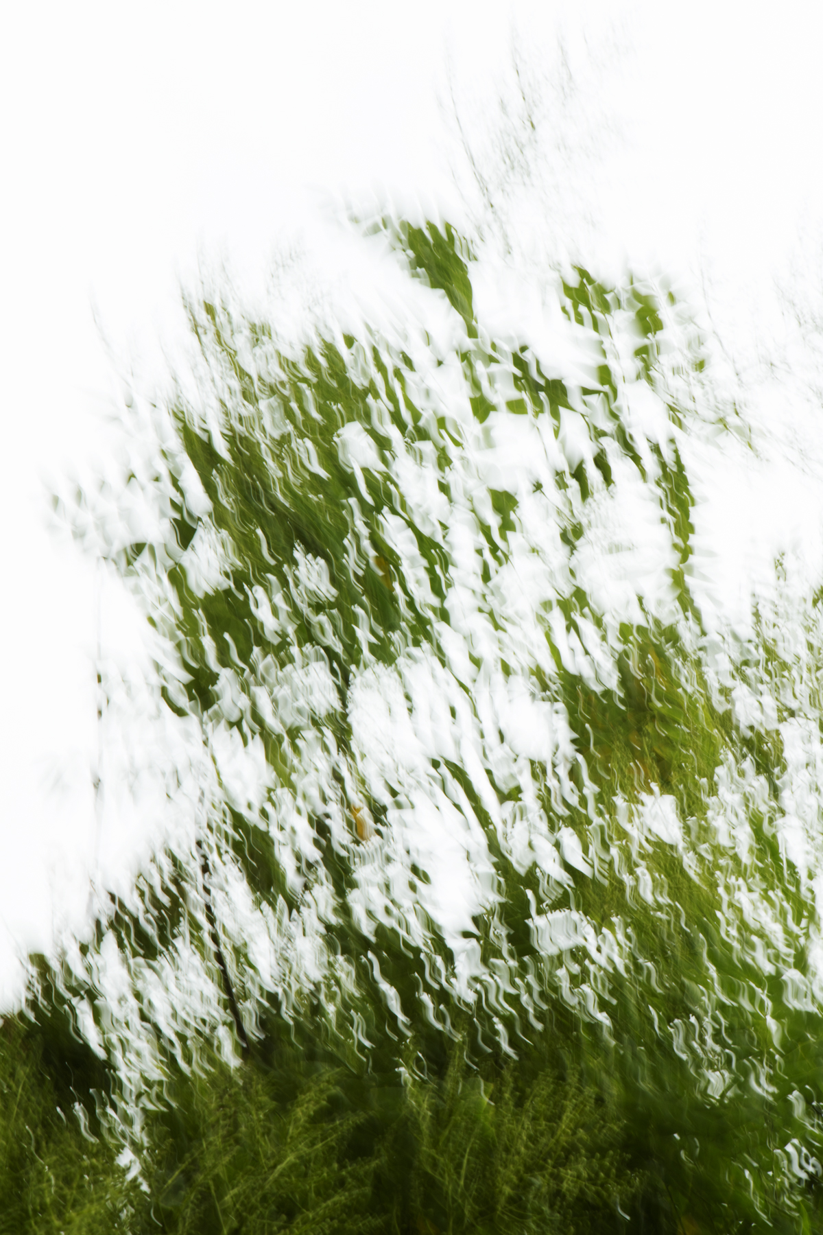 A Willow in The Wind, 2015 