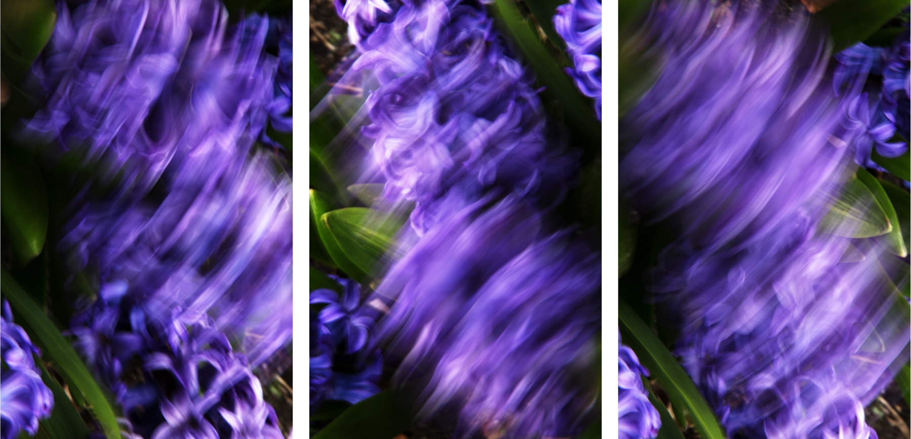 Hyacinths, 2015
