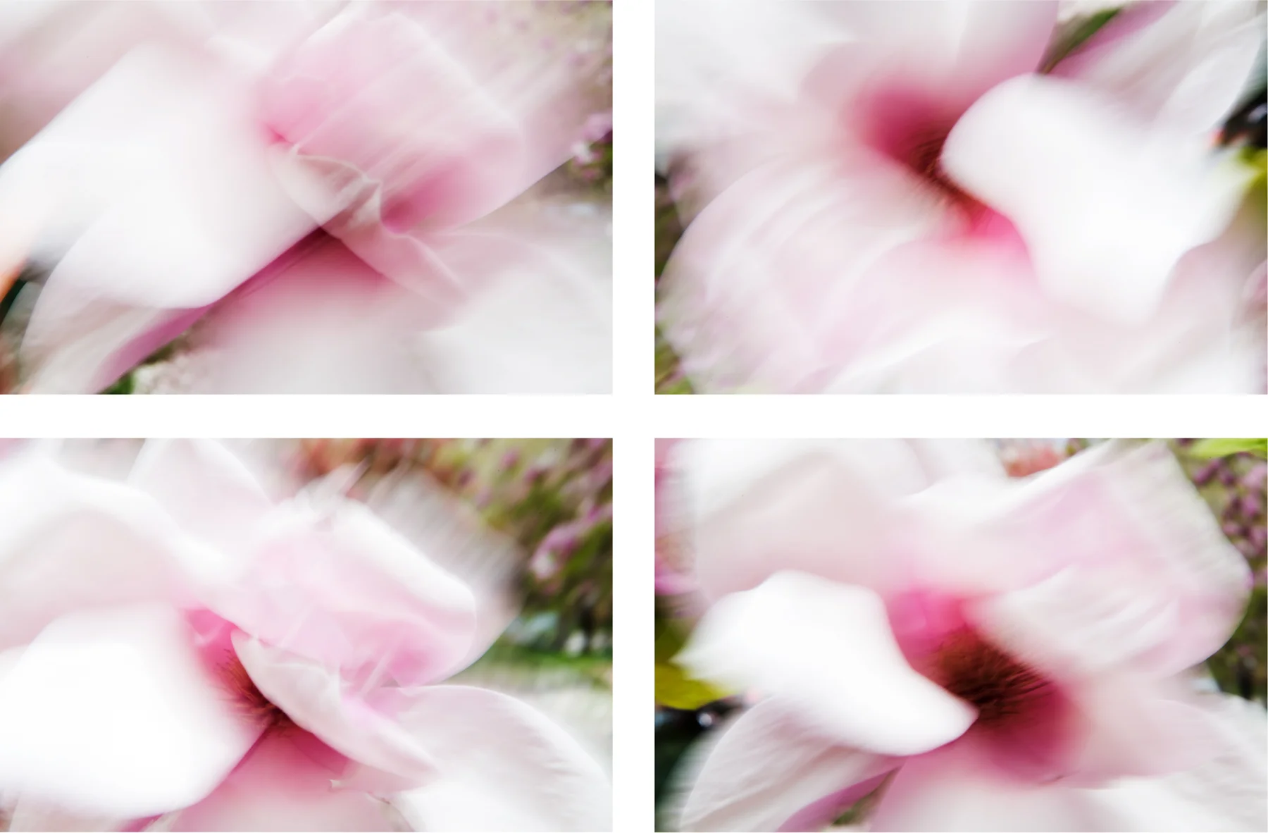 Blossoms, 2015