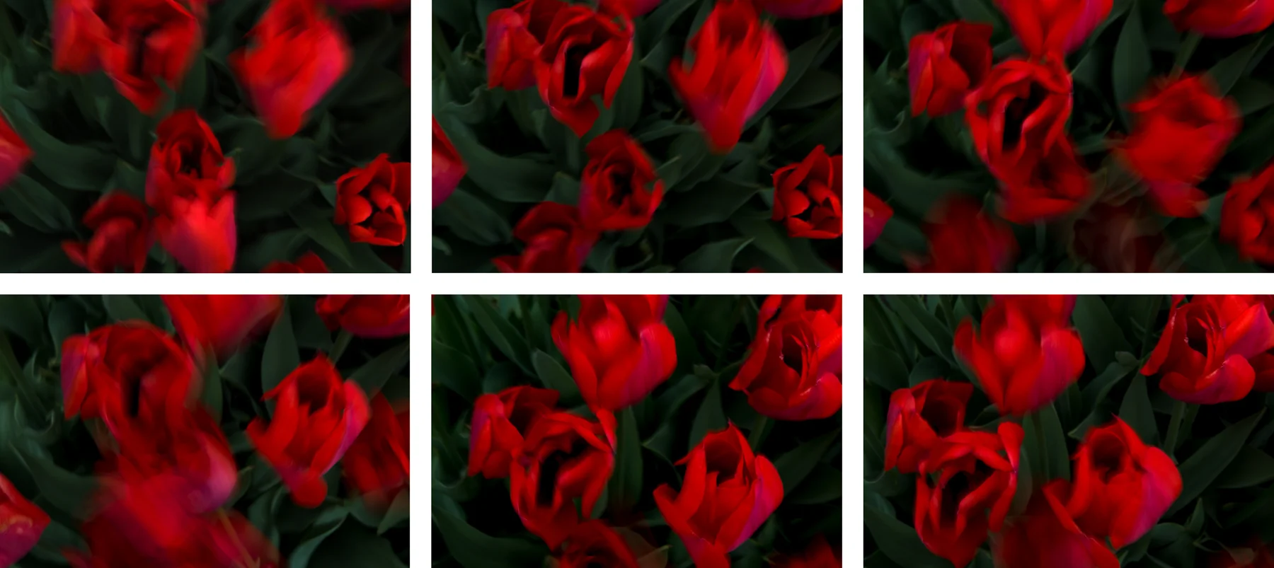 Red Tulips, 2015