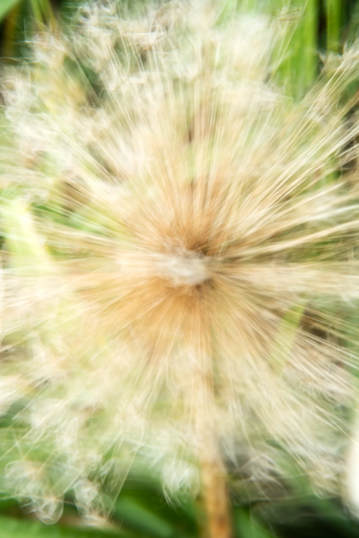 Dandelion, 2015