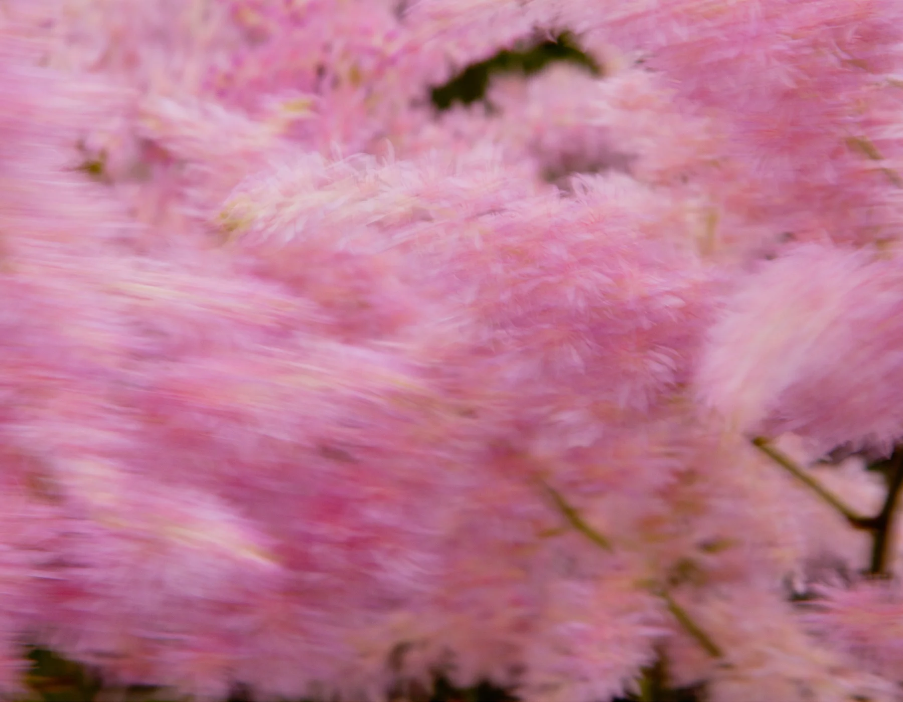 Blowing in the Wind 2, 2015