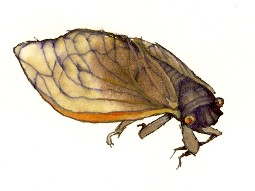 cicada.jpg