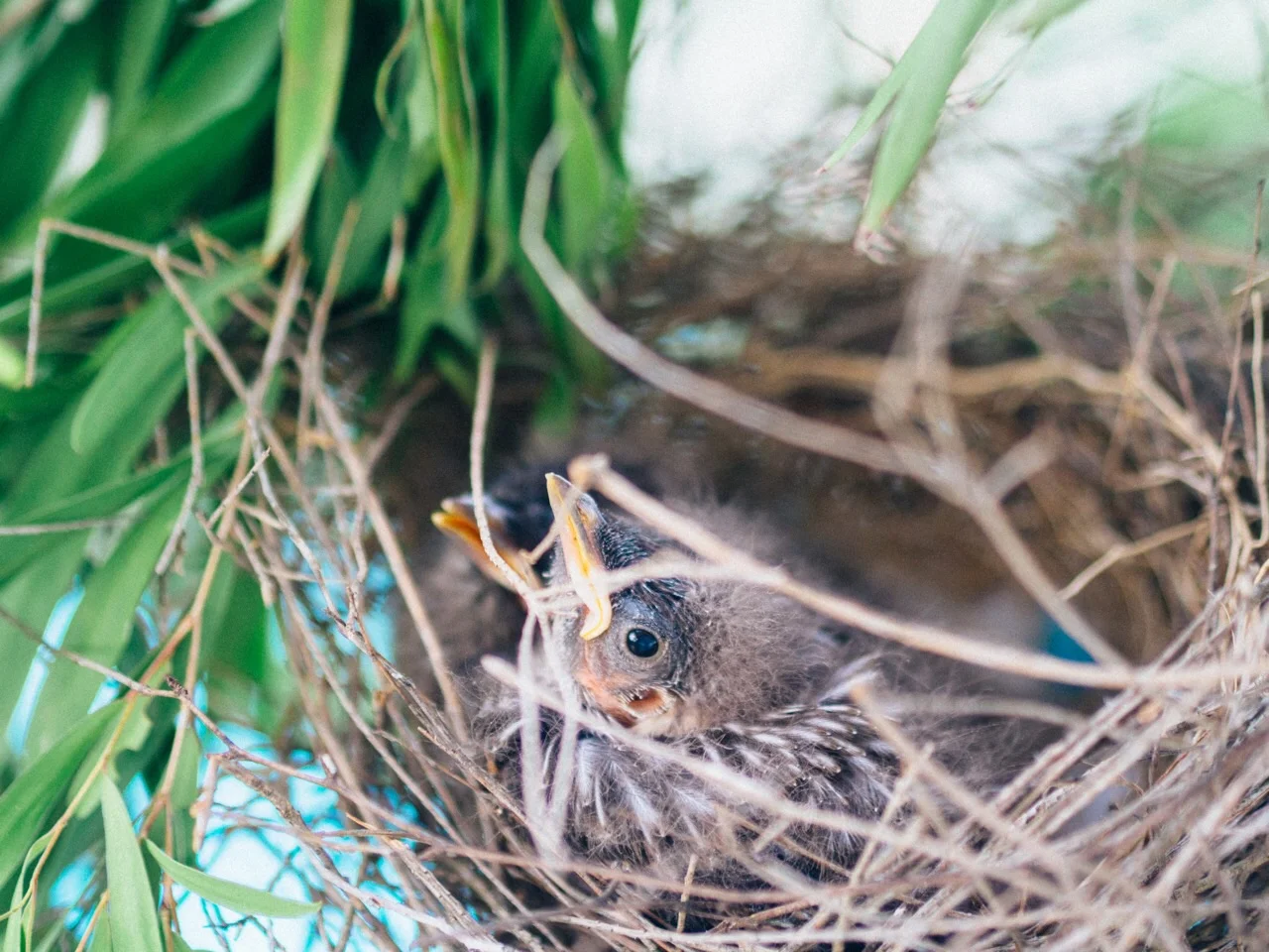 newborn wattle birds