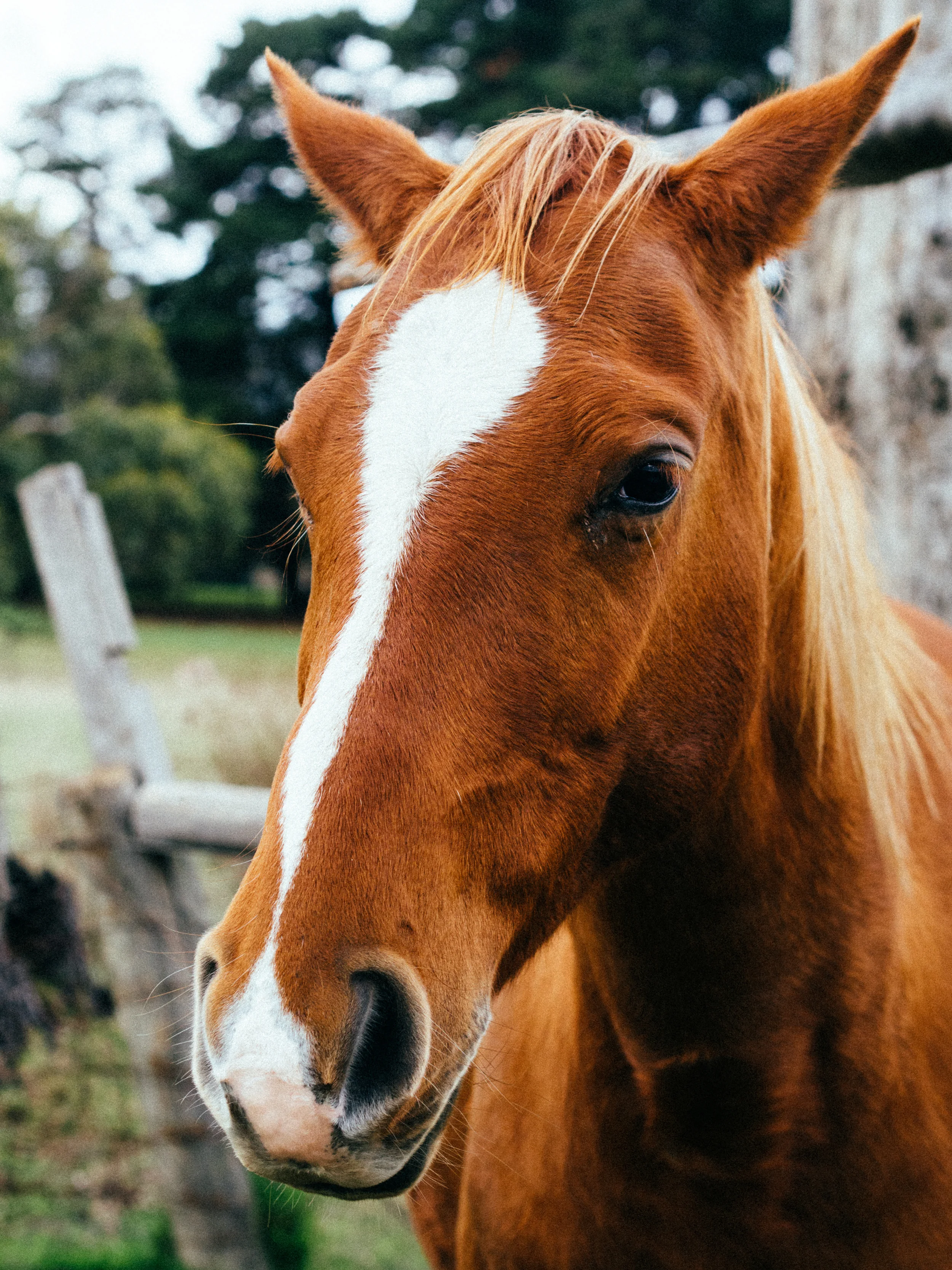 Beautiful horse on the way to Red Hill