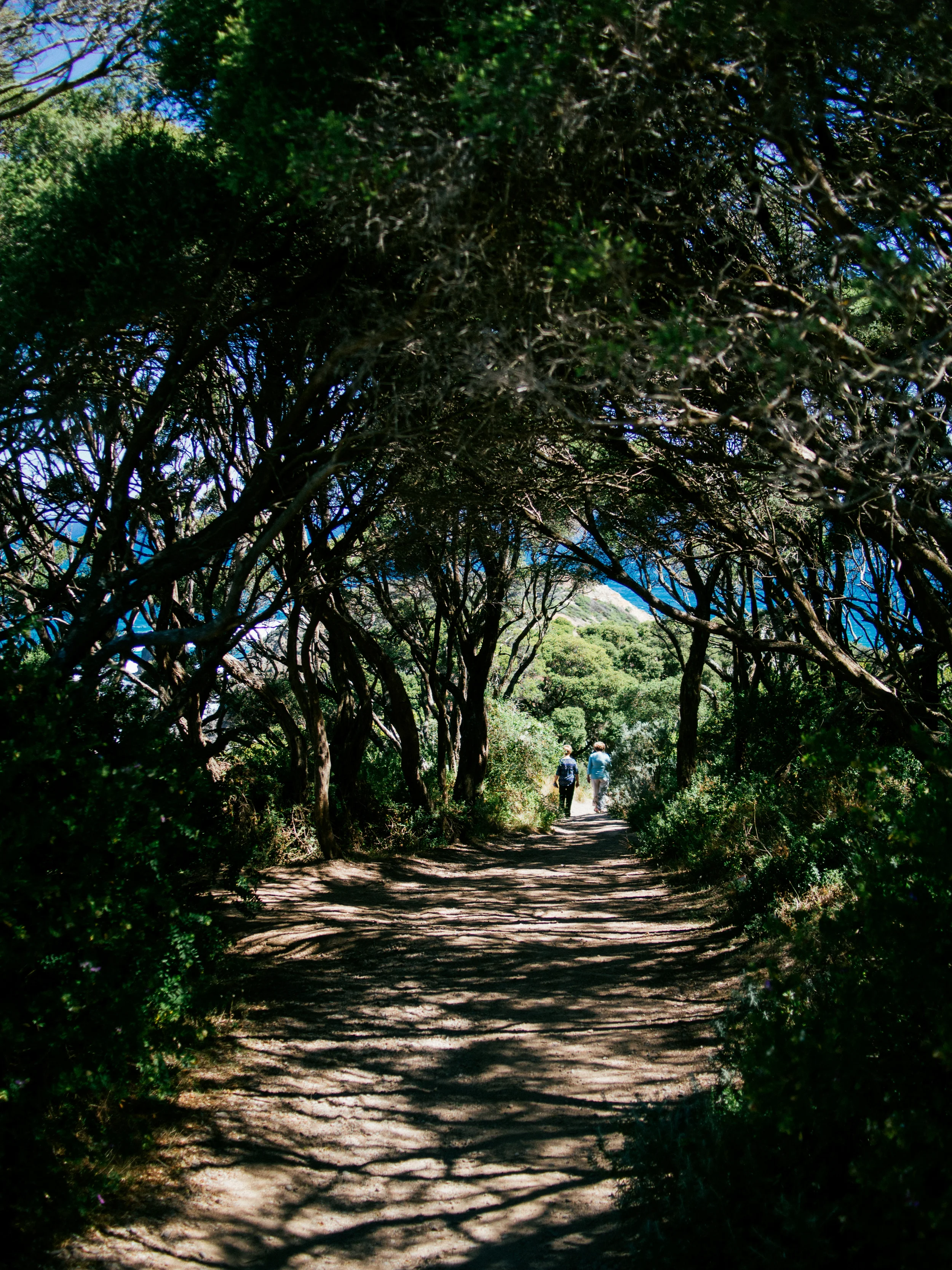 Cape schanck