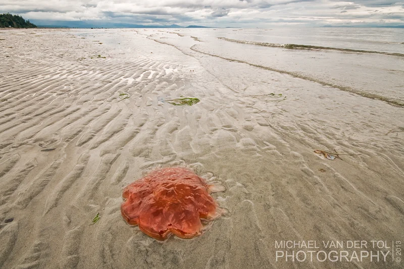One of the many jellyfish that are revealed when the tide is out. 
