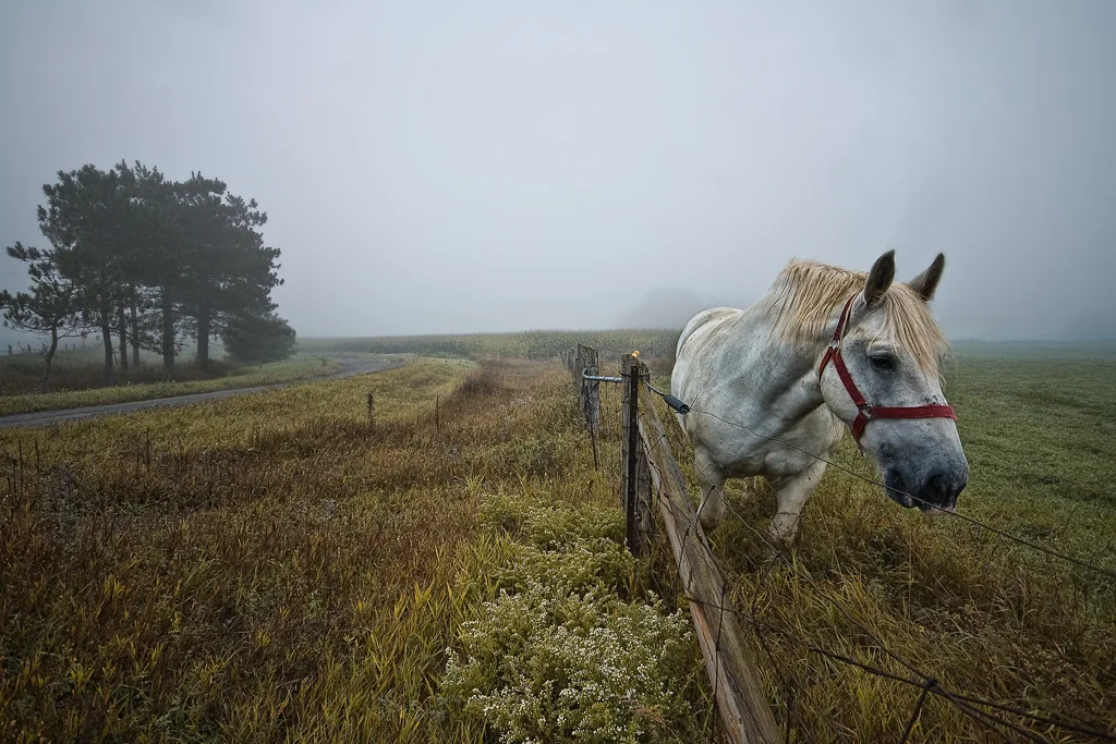 Huntley Horse Farm, Huntley, Ontario