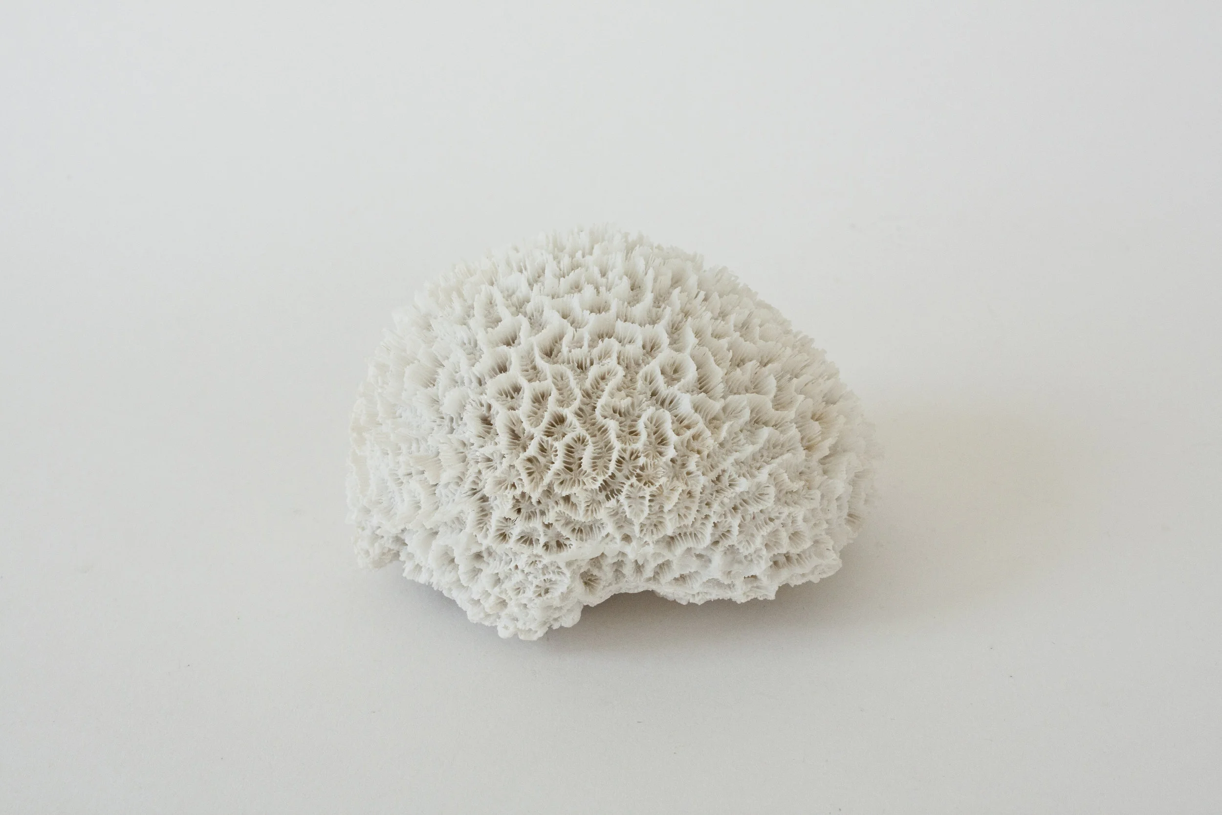 brain coral | 4" x 3" x 2.5"