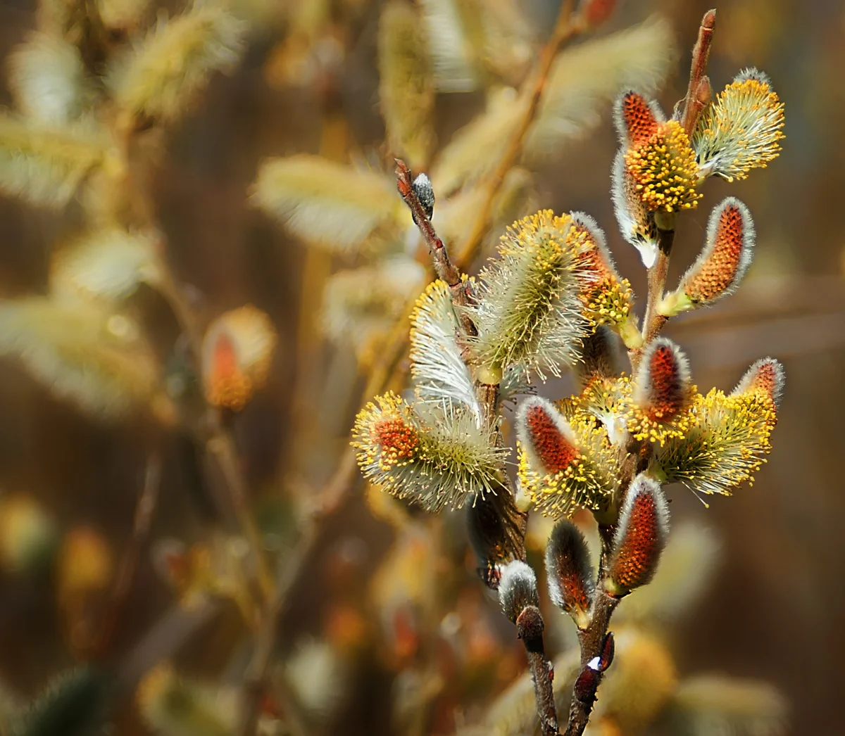 IMAGE DETAILS & PRINTS