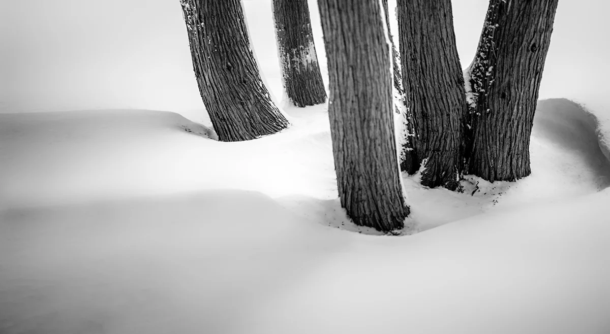 ELEMENTS OF BLACK AND WHITE - TEXTURE