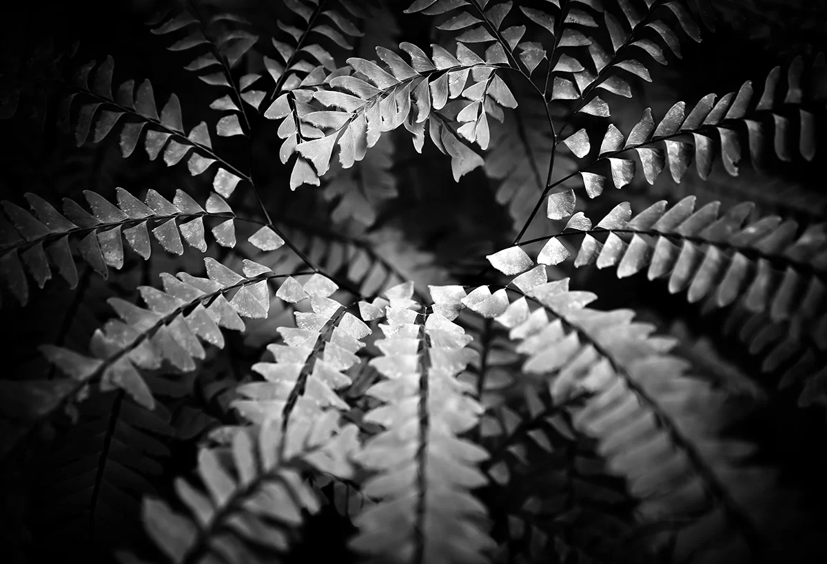 ELEMENTS OF BLACK AND WHITE - PATTERN