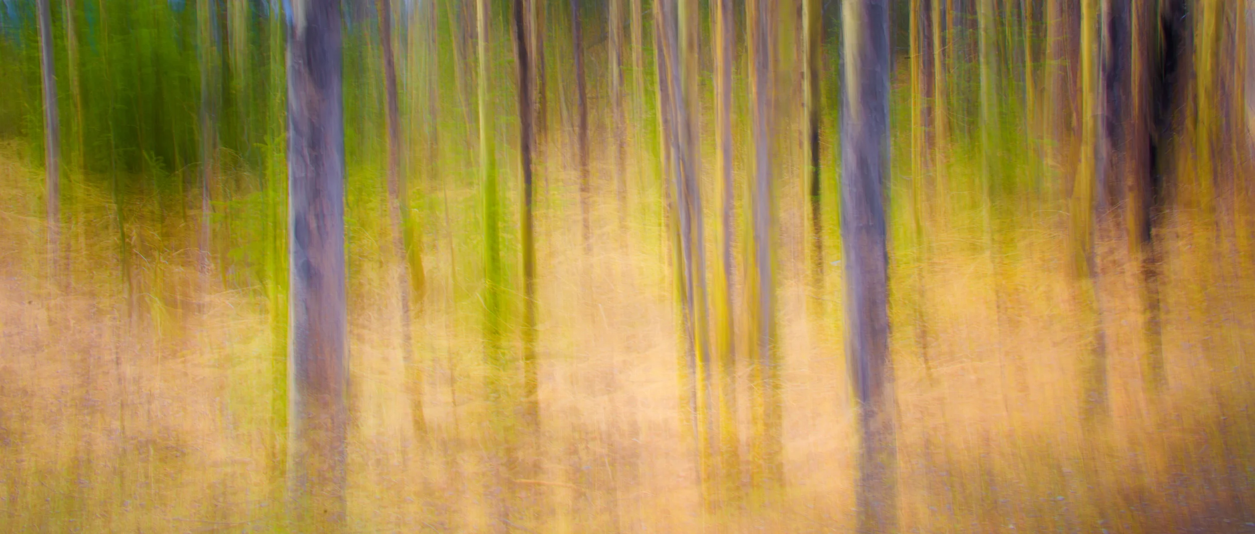 BANFF SPRING FORREST BLUR