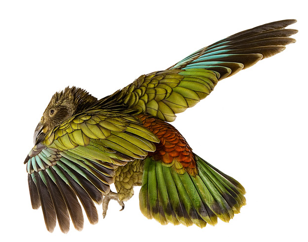 Kea.png
