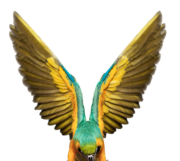 BlueYellowMacaw2.png