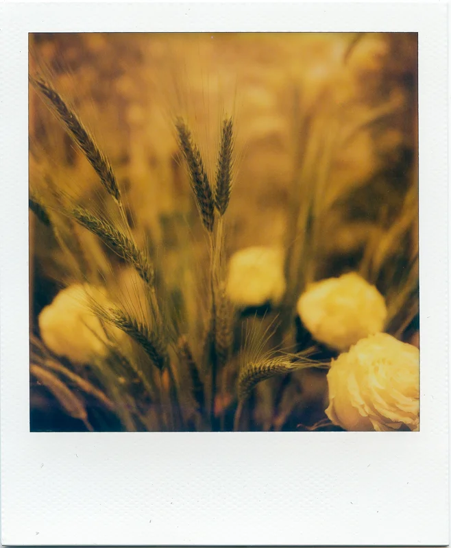 SX70Aug_2017__0002.jpg