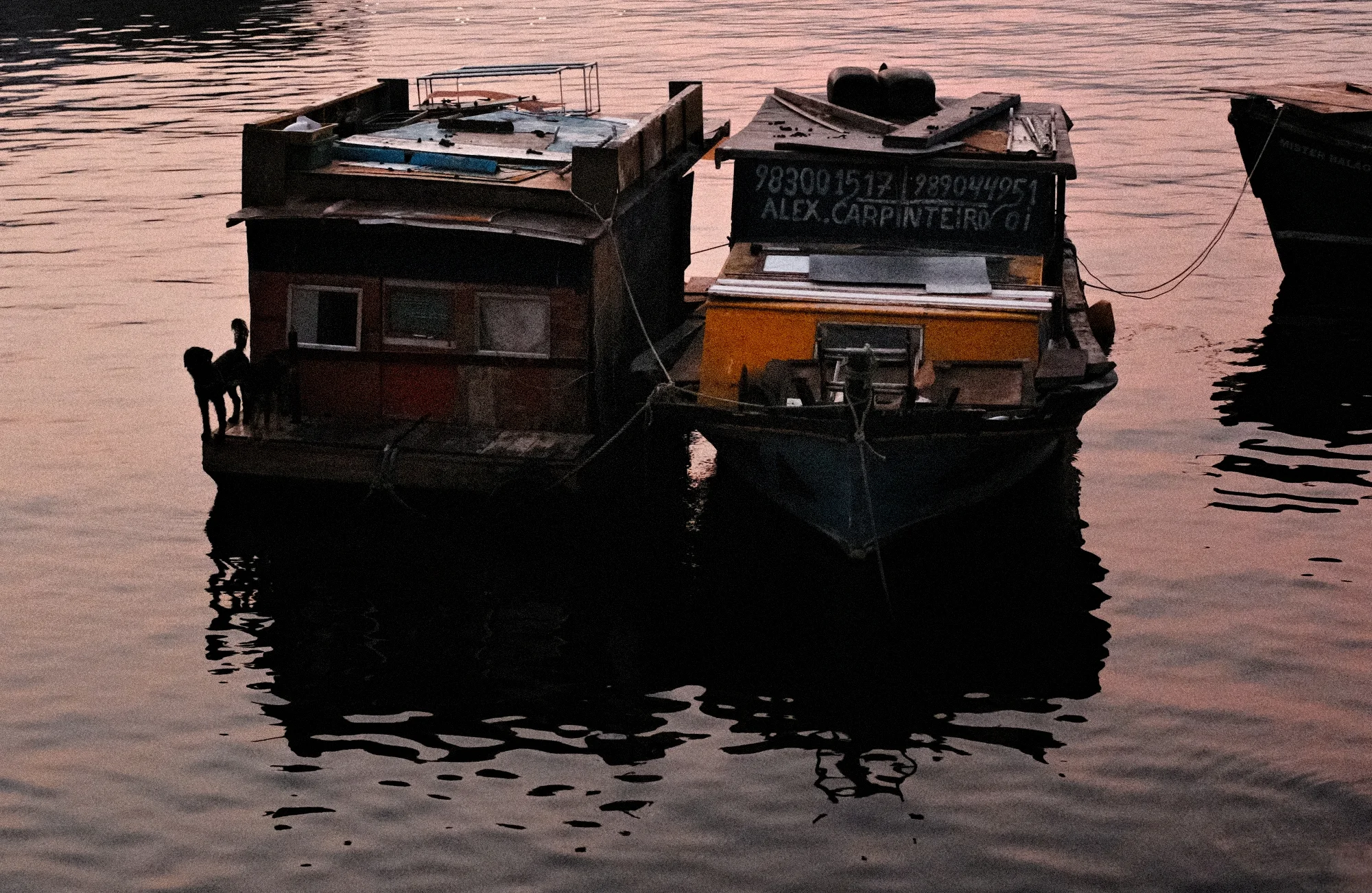 Cachorro e Barcos - Urca, Rio de Janeiro