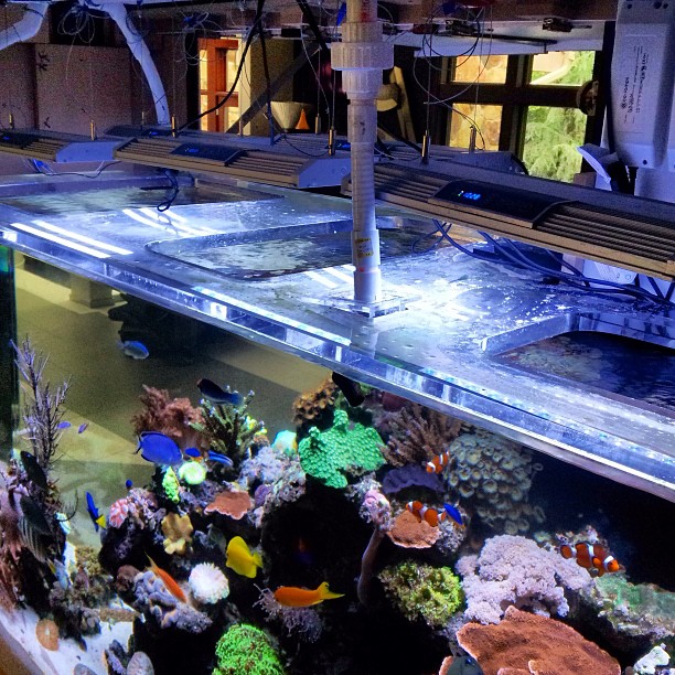 anchor_aquarium_brooklyn_reef