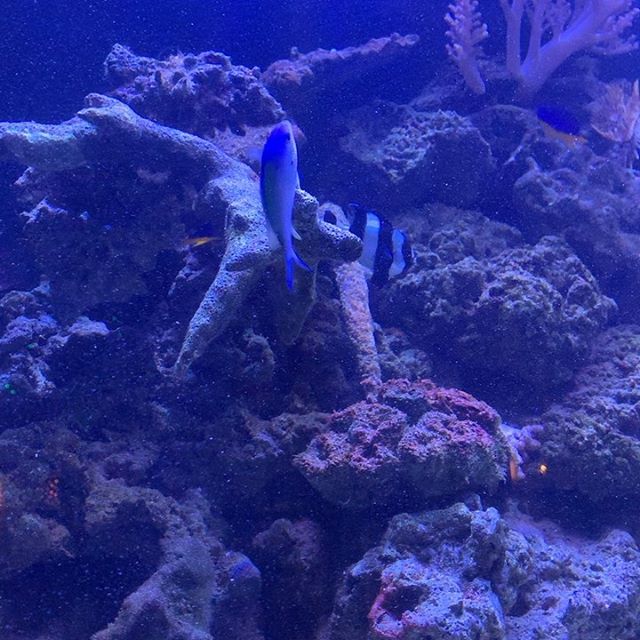 The chromis are spawning @seawitchnyc !!! They laid eggs on the back wall and on this branch. Pretty wild to watch. #aquarium