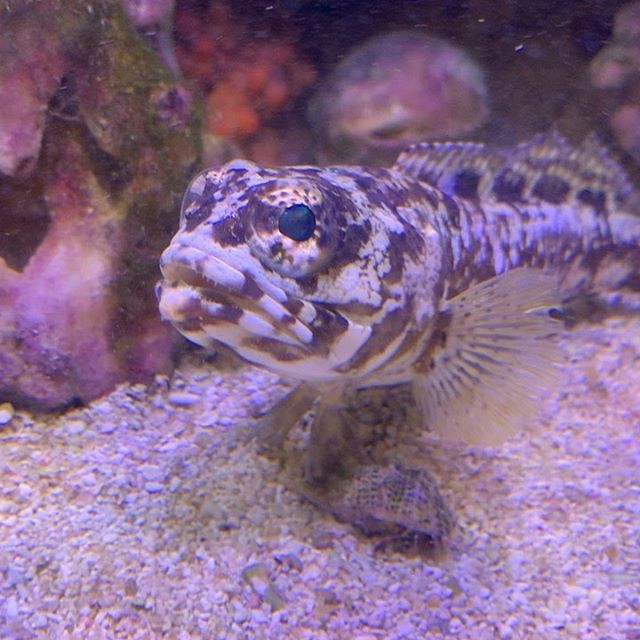 Best buddy ever. Giant dusky jaw. #jawfish #nofilter #aquarium