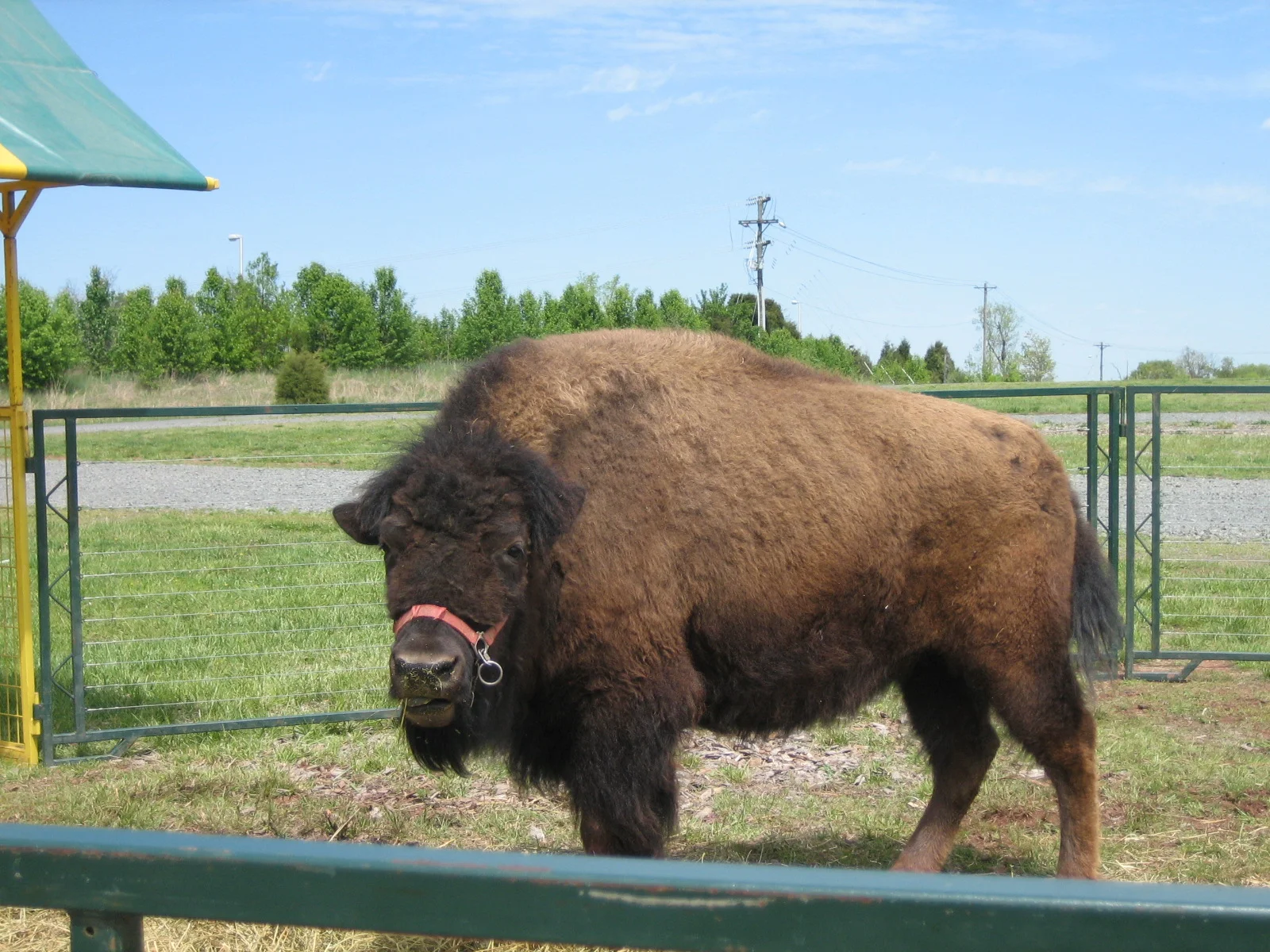 A cool bison