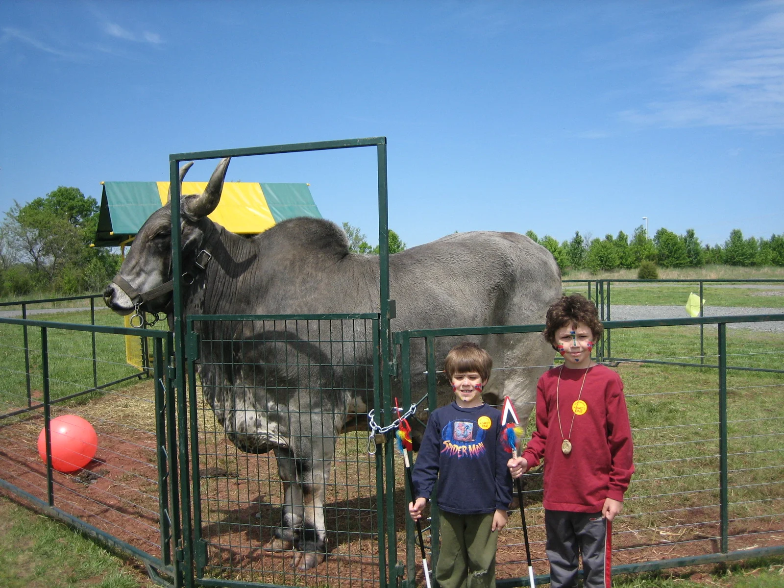 Standing next to a HUGE Brahma bull