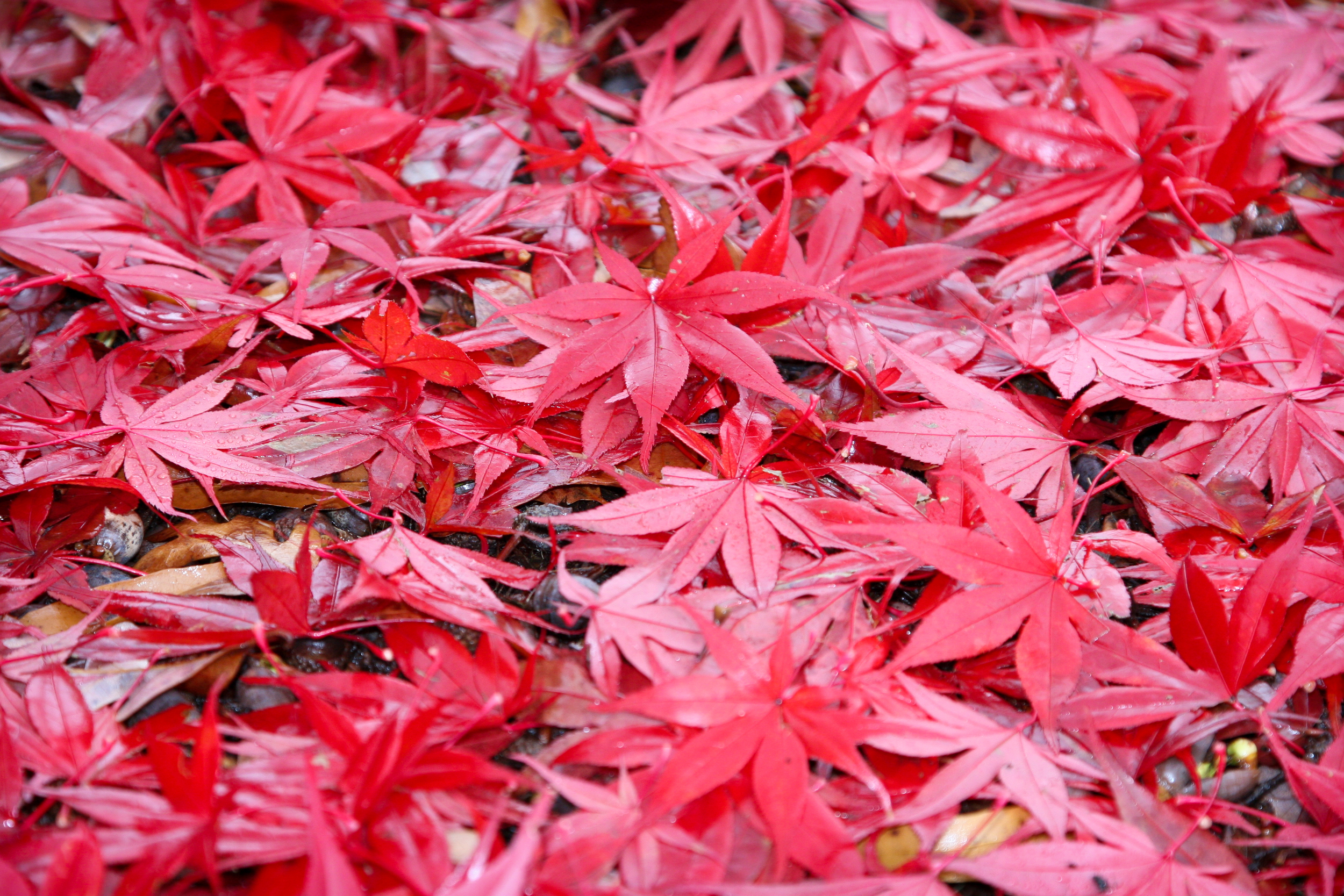 November 2009