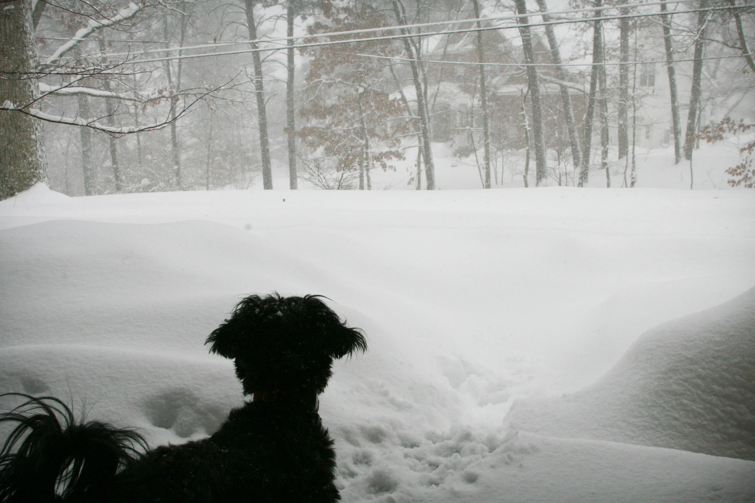 Snowpocolypse III - February 2010 - Annandale Virginia