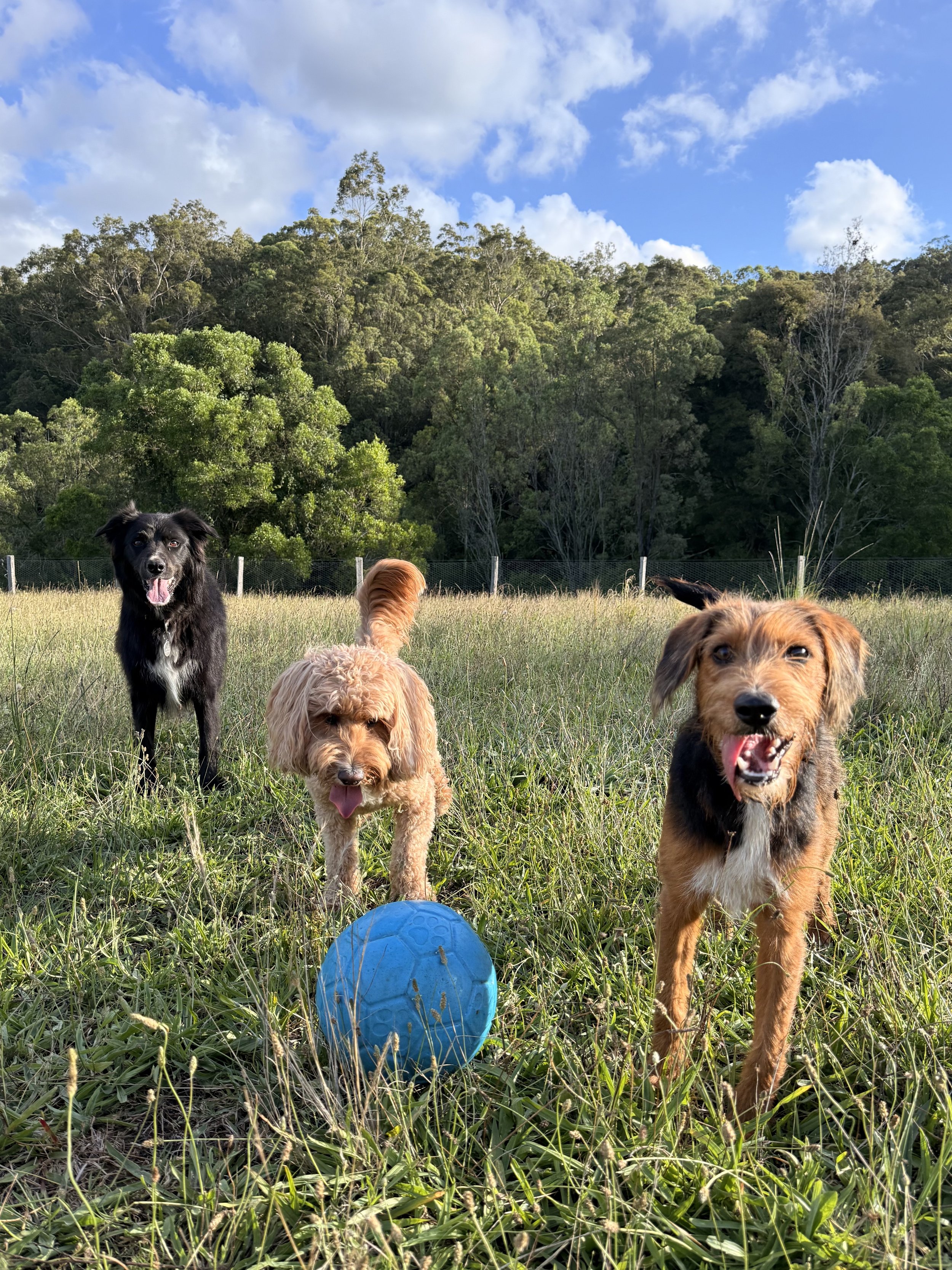 Rehome 2.jpg