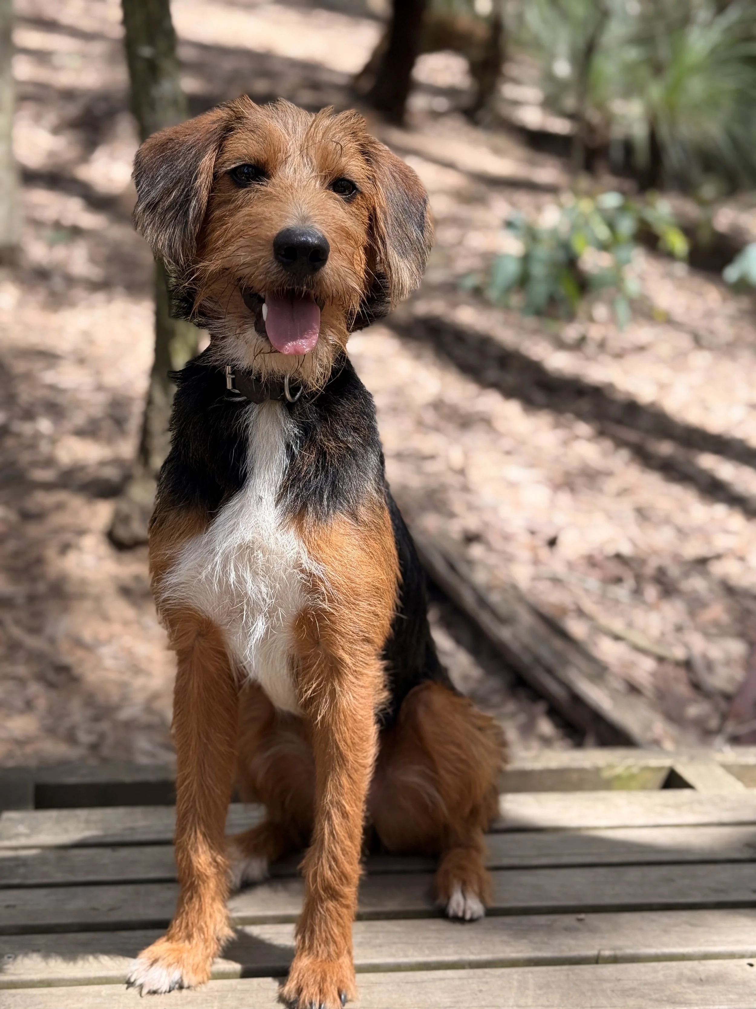 Rehome 1 .jpg