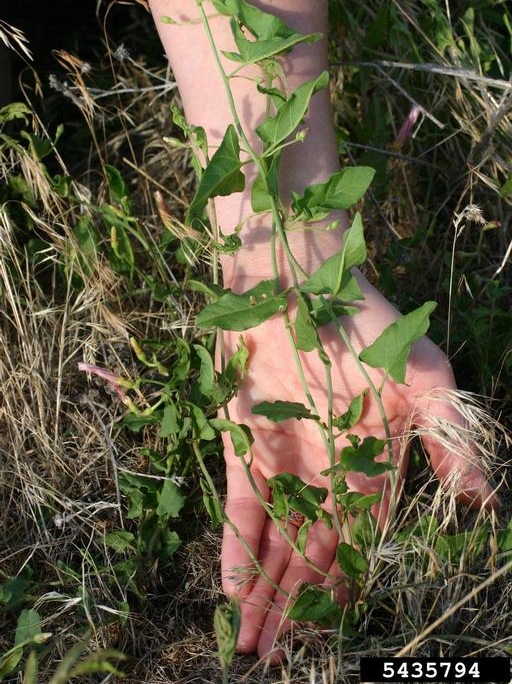 bindweed-5435794.jpg