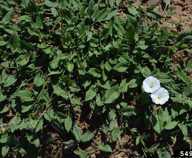 Bindweed-5498717.jpg