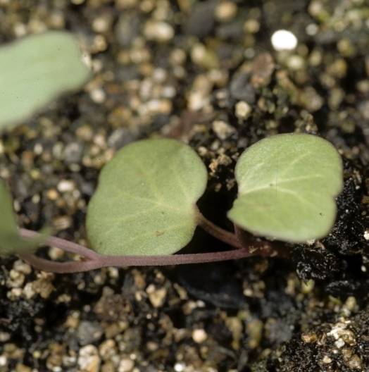 Bindweed-1554100.jpg