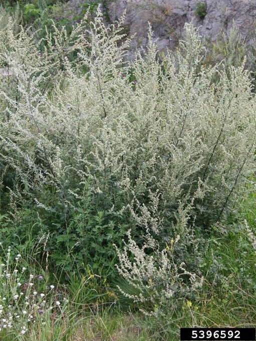 Artemisia-5396592.jpg