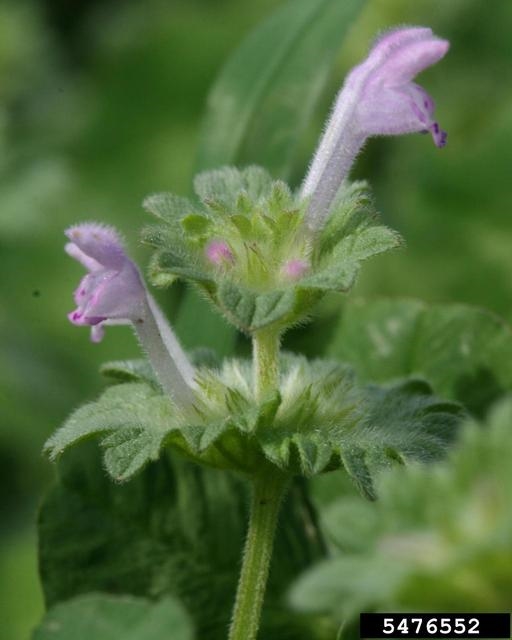 henbit-5476552.jpg