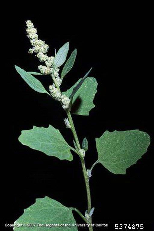 lambsquarters-5374875.jpg